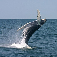 whalewatch