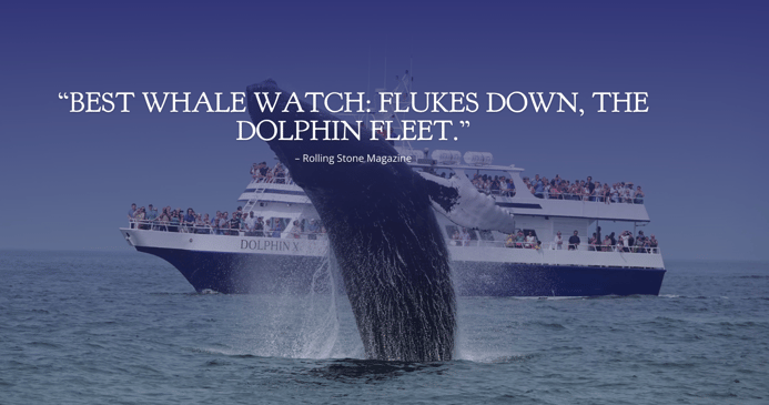 Dolphin-Fleet-Whale-Watch